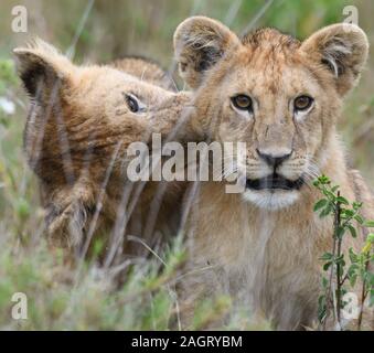 Due cuccioli di leone (Panthera leo) giocare a lungo erba secca del Serengeti. Parco Nazionale del Serengeti, Tanzania. Foto Stock