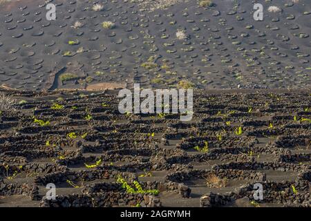 Vigneto tipico sul suolo di origine vulcanica, La Geria, Lanzarote, Isole Canarie, Spagna Foto Stock