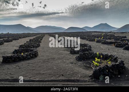 Muri in pietra a secco di proteggere piante di vite con i vulcani in background, La Geria, Lanzarote, Isole Canarie, Spagna Foto Stock