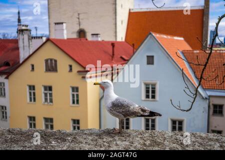 Seagull su una soletta di calcestruzzo sullo sfondo della città vecchia di Tallinn Foto Stock