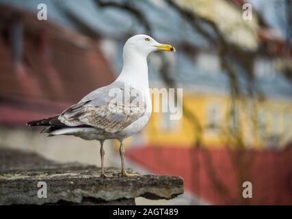 Seagull su una soletta di calcestruzzo sullo sfondo della città vecchia di Tallinn Foto Stock