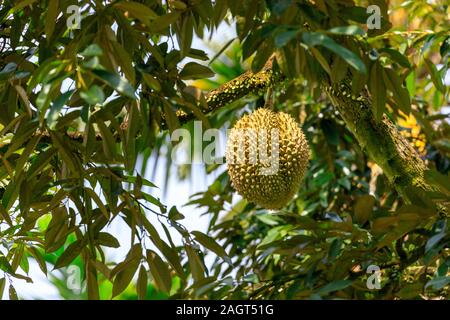 Durian maturi frutti pendenti su albero in Thailandia Foto Stock