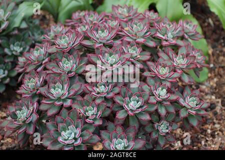 Un gruppo di velluto rosso Echeveria succulente con uno sfondo sfocato Foto Stock