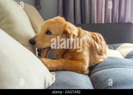 A quattro mesi di età golden retriever cane morde rawhide osso sul divano Foto Stock
