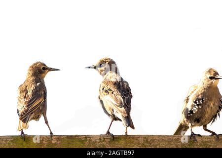 Un tipico tipo di uccello britannica, stornelli, seduti all'aperto a guardare il mondo che passa da e di tutti gli altri uccelli vicino ad esso. Foto Stock