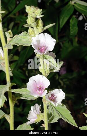 Althaea officinalis (marsh-malva) è indigeno di Europa, Asia occidentale e Africa settentrionale, cresce in condizioni salmastre e superiore di palude salata. Foto Stock