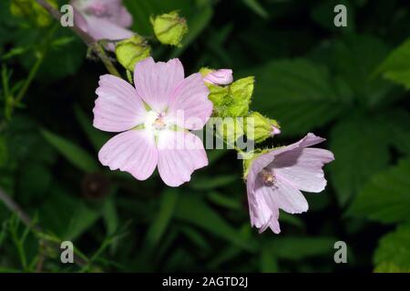 Malva moschata (Musk mallow) è nativo di Europa e Asia sudoccidentale che cresce in secco ma suoli fertili. Foto Stock