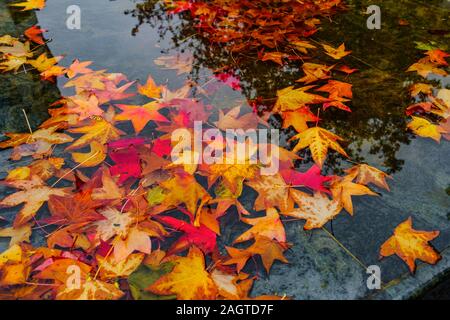Autunno foglie colorate nuotare sulla superficie dell'acqua. Santander. Cantabria spagna. Europa Foto Stock