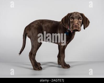 Chocolate Labrador Puppy, Regno Unito. Foto Stock