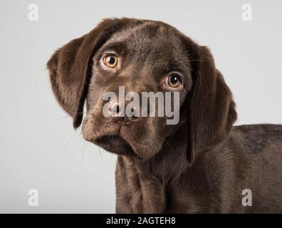 Ritratto di un cane da compagnia nel Regno Unito Foto Stock