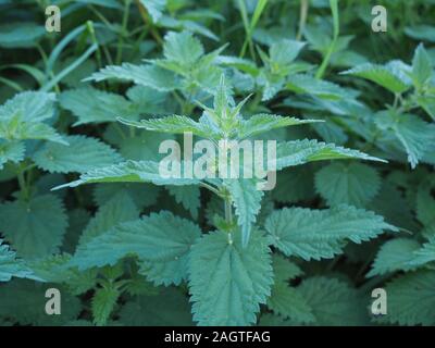 Ortica (Urtica dioica) aka ortica pianta Foto Stock