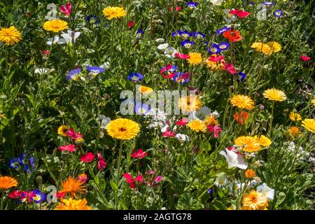 Vivaci e colorati miscelati annuari flower prato in estate giardino cottage, Leicestershire, England, Regno Unito Foto Stock