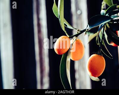 Kumquat frutta, vicino. Fortunella margarita Kumquat o Cumquats foglie e frutti di forma ovale il kumquat dwarf tree Foto Stock