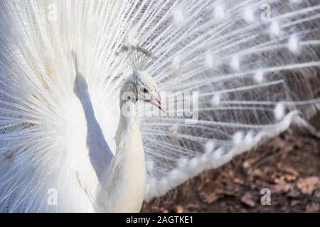 Elegante colore bianco peacock Foto Stock