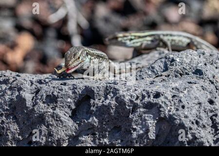 Femmina di La Palma lucertole della parete (gallotia galloti palmae) mangiare scartato banana su roccia vulcanica. La lucertola maschio ha un leggero colore azzurrognolo sotto il collo Foto Stock