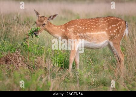 Femmina(femmina) daino (dama dama), pascolo in bosco Foto Stock