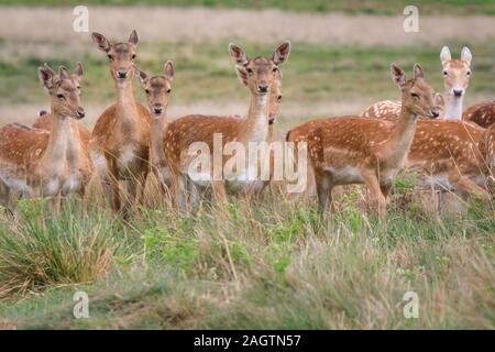 Mandria o gruppo di daini (dama dama) femmine (femmina del cervo) e giovani, in erba e prato, in piedi, Richmond Park, Regno Unito Foto Stock