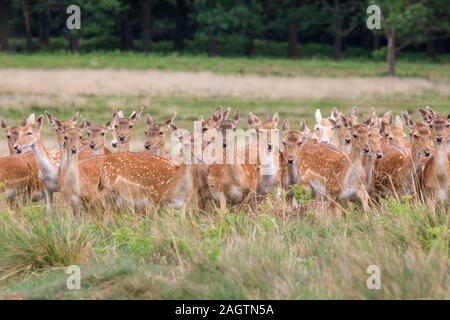 Allevamento di daini (DAMA DAMA) femmine (l) e di giovani in erba e prato, Richmond Park, Richmond, Regno Unito Foto Stock