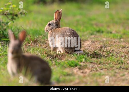 Coniglio europeo, oryctolagus cuniculus seduti, il pascolo in erba selvatica, nella luce del sole Foto Stock
