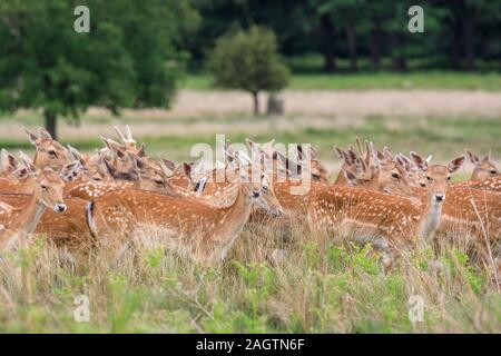 Mandria o gruppo di wild daini (DAMA DAMA) femmine (DOE) e giovani in erba e prato, in piedi, Richmond Park, Regno Unito Foto Stock