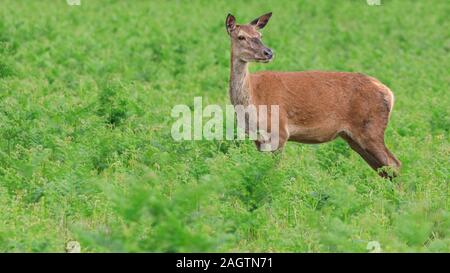 Wild Il cervo (Cervus elaphus) femmina o hind, stando in piedi in fresco di erba verde e felce, Regno Unito Foto Stock