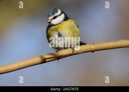Titbird blu eurasiatico (Cyanistes caeruleus) arroccato su un ramo Foto Stock