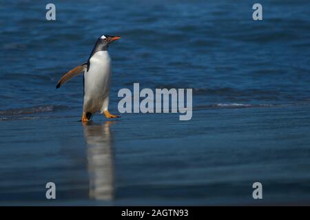 I pinguini di Gentoo (Pygoscelis papua) venuta a terra dopo la poppata in mare il Sea Lion Island nelle isole Falkland. Foto Stock