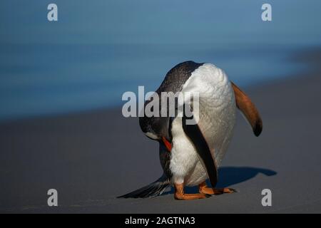 Pinguino Gentoo (Pygoscelis papua) preening dopo sbarcano su Sea Lion Island nelle isole Falkland. Foto Stock