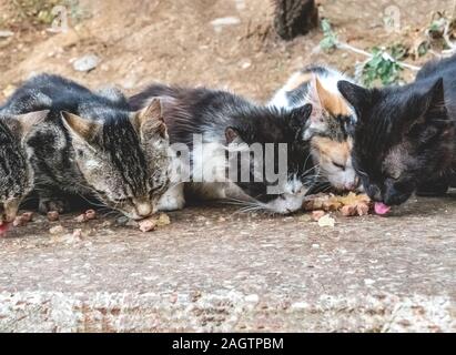 Street i gatti mangiano cibo dal pacchetto. Protezione degli animali. La cura per abbandonati e gli animali affamati. Messa a fuoco selettiva. Foto Stock