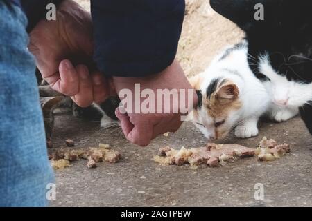 Un uomo alimenta i gatti di strada da mangiare in un pacchetto. Protezione degli animali. La cura per abbandonati e gli animali affamati. Messa a fuoco selettiva. Foto Stock