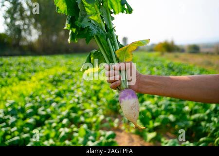 L'agricoltore che detiene raccolte ravanello, stretta di mano con vegetali di radice Foto Stock