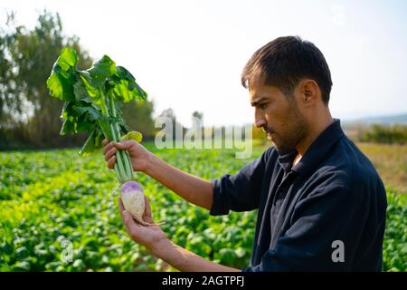 L'agricoltore che detiene raccolte ravanello, stretta di mano con vegetali di radice Foto Stock