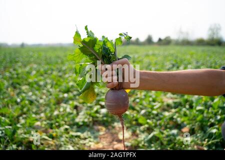 L'agricoltore che detiene raccolte ravanello, stretta di mano con vegetali di radice Foto Stock