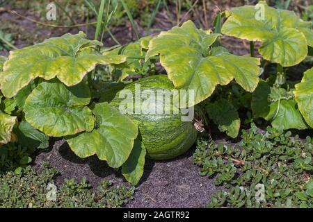 La zucca a strisce di crescere in un ambiente naturale. Foto Stock