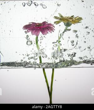 Riprese subacquee di due fiori di gerbera. La gerbera appartiene alla famiglia di margherita, Asteraceae Foto Stock