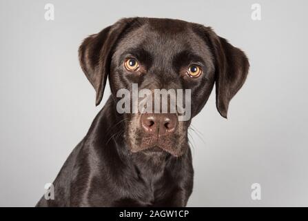 Ritratto di un cane da compagnia nel Regno Unito Foto Stock