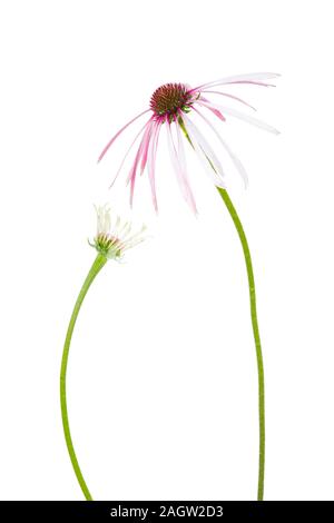 30099-00511 viola chiaro Coneflowers (Echinacea pallida) (tasto alto sfondo bianco) Marion Co. IL Foto Stock