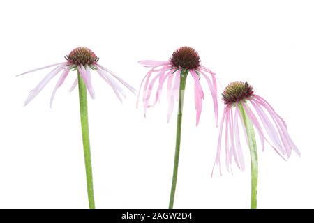 30099-00518 viola chiaro Coneflowers (Echinacea pallida) (tasto alto sfondo bianco) Marion Co. IL Foto Stock