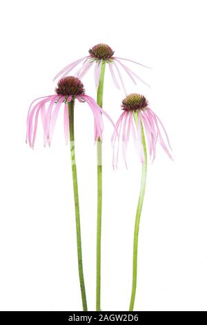 30099-00605 viola chiaro Coneflowers (Echinacea pallida) (tasto alto sfondo bianco) Marion Co. IL Foto Stock