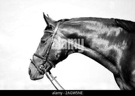 ritratto in bianco e nero monocromatico horse Foto Stock