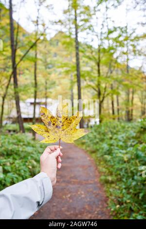 Autunno con giallo maple leaf in viaggiatore mano ragazza Foto Stock