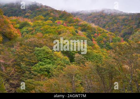 New Scenic 5 posti di autunno vista della montagna di nikko con nebbia in ore diurne Foto Stock