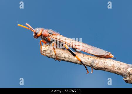 Un maschio di Pigeon Tremex (Tremex columba) aderisce alla fine di un ramoscello. Foto Stock