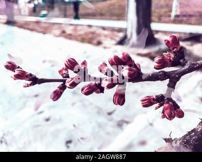 Aprile scena primavera: pronto a fiore rosa sbocciare fiori su un albero da frutta succursale presso il parco della città. Foto Stock