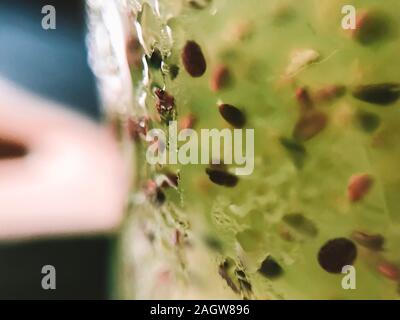 Semi di Chia macro freddo gelido fresco e salutare Organica Vegana verde menta bibita al limone dalla Thailandia. Foto Stock