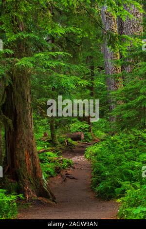 Sentiero della foresta pluviale a Sol Duc rientra nel Parco Nazionale di Olympic in verde scuro la lussureggiante foresta pluviale dello stato di Washington Foto Stock