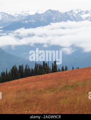 Red prato di Hurricane Ridge con il monte Olimpo e il Ghiacciaio blu nella distanza nel Parco Nazionale di Olympic Foto Stock