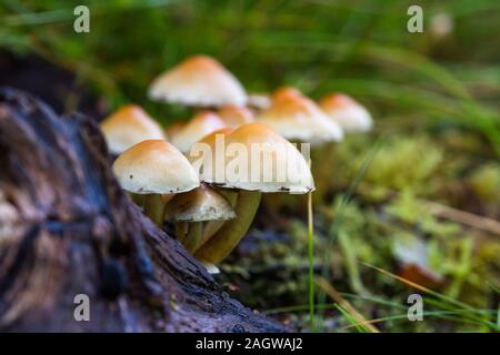 Cluster di funghi che crescono su un albero caduto il ramo nelle Highlands scozzesi Foto Stock