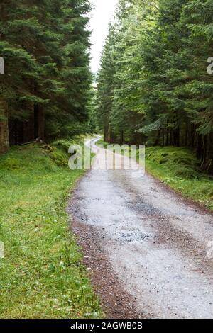 Verde brillante rivestimento alberi da entrambi i lati di una vecchia strada di registrazione attraverso le Highlands scozzesi Foto Stock