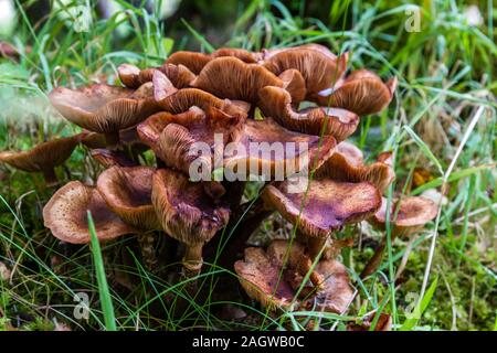 Chiudere il gruppo di funghi nelle Highlands scozzesi Foto Stock